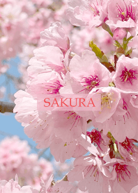 Spring is almost here -SAKURA-44