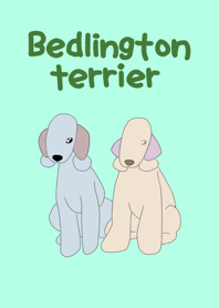 bedlington terrier noa and kano
