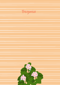 October's birth flower, Begonia