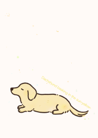 Dachshund basking in the sun-yellow-