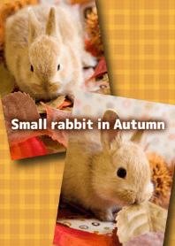 Small rabbit in Autumn