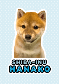 しばいぬハナコ【柴犬写真*a12】