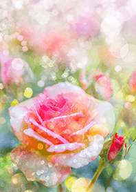 Beautiful rose flower(R1498)