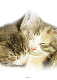 cats in a dream  from Japan