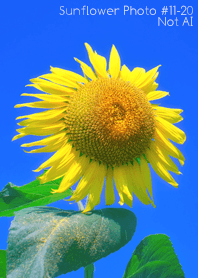 Sunflower Photo#11-20Not AI