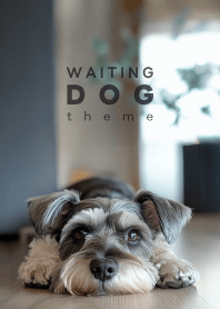 WAITING DOG- Miniature Schnauzer 01/SP -
