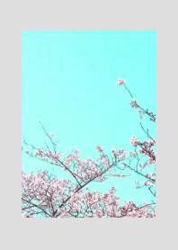 CHERRY BLOSSOMS & BLUE SKY/GREY