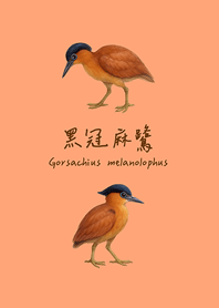 呆萌可愛的黑冠麻鷺(淺橘色)