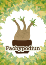 Pachypodium