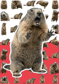Marmot live action! ! Red White