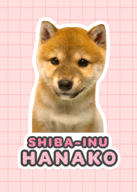 Shiba Inu Hanako*a33*