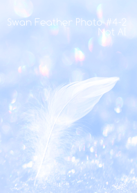 Swan Feather Photo #4-2 Not AI