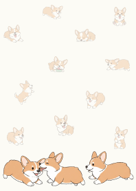Cute happy Welsh Corgi.4
