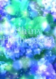 Shiny Hydrangea