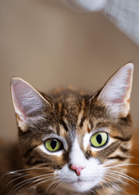 Cats run wild #DGIR65.