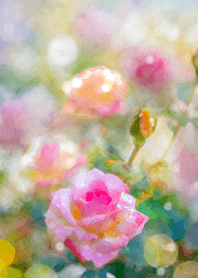 Beautiful rose flower(R1442)