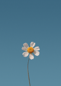 Daisies are like sunshine to the ground.