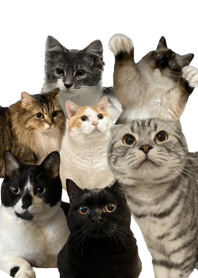 Seven Lucky Cats revised version