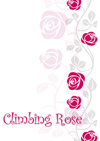 Climbing Rose*Pink-Red & White