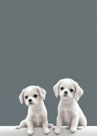 Cute Maltese dog b9b733