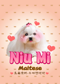 可愛的瑪爾濟斯 牛咪妹妹