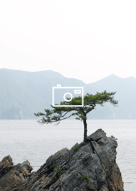 A lone pine