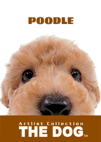 THE DOG Poodle 2