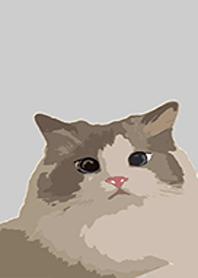 Ragdoll 0