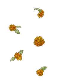 OSMANTHUS 金木犀