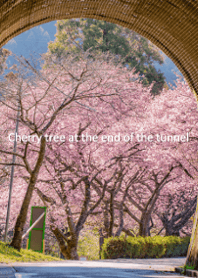 トンネル終わりの桜