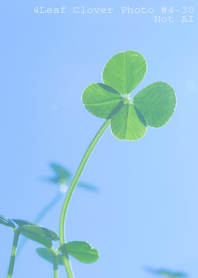4leaf Clover Photo#4-30Not AI