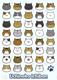 うちのこいちばん（ねこ編ブルー）