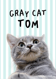 グレー猫トム（ミントストライプ）