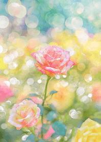 Beautiful rose flower(R2513)