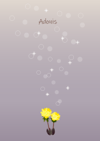 April birth flower,Adonis.