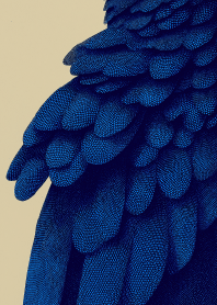 ขนสีน้ำเงินเที่ยงคืน