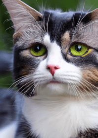 Cats run wild #CHWP21.