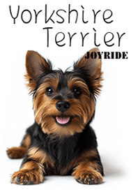 Yorkshire Terrier1