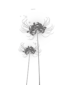 Lycoris gray Background white