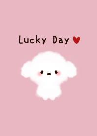 Fluffy white toy poodle theme