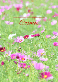--- Cosmos --- 44