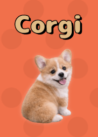 ธีมคอร์กี้ Red 05