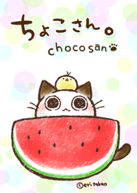 The cat's name is choco.-summer-