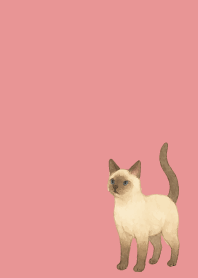 Siamese cat holiday lightpink