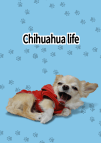 Chihuahua life Blue
