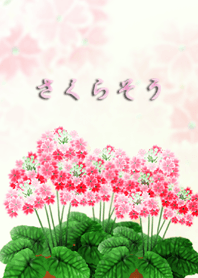さくら草