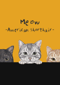 Meow ! - American Shorthair - PUMPKIN