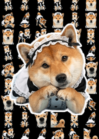 Maid's Shiba Inu - Black