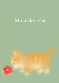 Munchkin Cat マンチカン