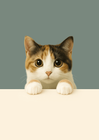 Calico Kitten Peekaboo | Minimal#8